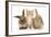 Ginger Kitten, 7 Weeks, Sitting Between Two Young Lionhead-Lop Rabbits-Mark Taylor-Framed Photographic Print