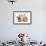 Ginger Kitten, 7 Weeks, Sitting Between Two Young Lionhead-Lop Rabbits-Mark Taylor-Framed Photographic Print displayed on a wall