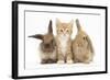 Ginger Kitten, 7 Weeks, Sitting Between Two Young Lionhead-Lop Rabbits-Mark Taylor-Framed Photographic Print