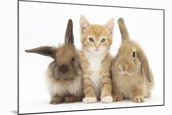 Ginger Kitten, 7 Weeks, Sitting Between Two Young Lionhead-Lop Rabbits-Mark Taylor-Mounted Photographic Print