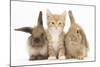 Ginger Kitten, 7 Weeks, Sitting Between Two Young Lionhead-Lop Rabbits-Mark Taylor-Mounted Photographic Print