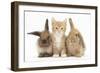 Ginger Kitten, 7 Weeks, Sitting Between Two Young Lionhead-Lop Rabbits-Mark Taylor-Framed Photographic Print