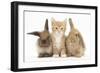 Ginger Kitten, 7 Weeks, Sitting Between Two Young Lionhead-Lop Rabbits-Mark Taylor-Framed Photographic Print