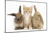 Ginger Kitten, 7 Weeks, Sitting Between Two Young Lionhead-Lop Rabbits-Mark Taylor-Mounted Photographic Print