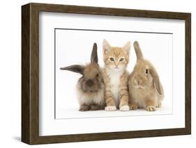 Ginger Kitten, 7 Weeks, Sitting Between Two Young Lionhead-Lop Rabbits-Mark Taylor-Framed Photographic Print