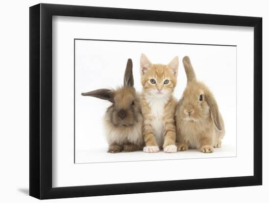 Ginger Kitten, 7 Weeks, Sitting Between Two Young Lionhead-Lop Rabbits-Mark Taylor-Framed Photographic Print