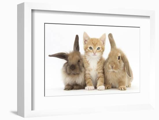 Ginger Kitten, 7 Weeks, Sitting Between Two Young Lionhead-Lop Rabbits-Mark Taylor-Framed Photographic Print