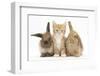 Ginger Kitten, 7 Weeks, Sitting Between Two Young Lionhead-Lop Rabbits-Mark Taylor-Framed Photographic Print