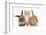 Ginger Kitten, 7 Weeks, Sitting Between Two Young Lionhead-Lop Rabbits-Mark Taylor-Framed Photographic Print