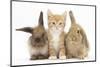 Ginger Kitten, 7 Weeks, Sitting Between Two Young Lionhead-Lop Rabbits-Mark Taylor-Mounted Photographic Print
