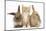 Ginger Kitten, 7 Weeks, Sitting Between Two Young Lionhead-Lop Rabbits-Mark Taylor-Mounted Photographic Print