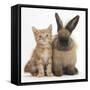 Ginger Kitten and Lionhead Cross Rabbit-Mark Taylor-Framed Stretched Canvas