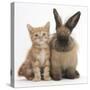 Ginger Kitten and Lionhead Cross Rabbit-Mark Taylor-Stretched Canvas