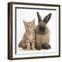 Ginger Kitten and Lionhead Cross Rabbit-Mark Taylor-Framed Photographic Print