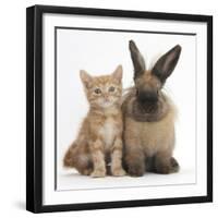 Ginger Kitten and Lionhead Cross Rabbit-Mark Taylor-Framed Photographic Print