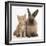 Ginger Kitten and Lionhead Cross Rabbit-Mark Taylor-Framed Photographic Print