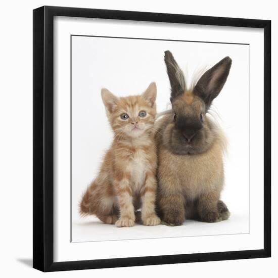 Ginger Kitten and Lionhead Cross Rabbit-Mark Taylor-Framed Photographic Print