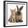 Ginger Kitten and Lionhead Cross Rabbit-Mark Taylor-Framed Photographic Print
