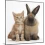 Ginger Kitten and Lionhead Cross Rabbit-Mark Taylor-Mounted Photographic Print