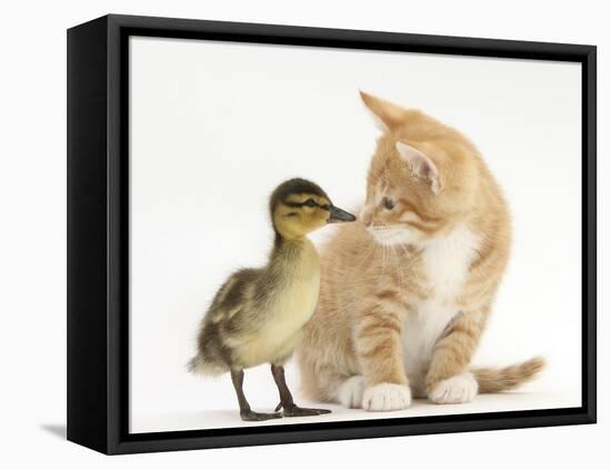 Ginger Kitten and Mallard Duckling, Beak to Nose-Mark Taylor-Framed Stretched Canvas