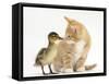 Ginger Kitten and Mallard Duckling, Beak to Nose-Mark Taylor-Framed Stretched Canvas