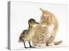 Ginger Kitten and Mallard Duckling, Beak to Nose-Mark Taylor-Stretched Canvas
