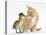 Ginger Kitten and Mallard Duckling, Beak to Nose-Mark Taylor-Stretched Canvas