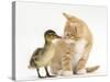 Ginger Kitten and Mallard Duckling, Beak to Nose-Mark Taylor-Stretched Canvas