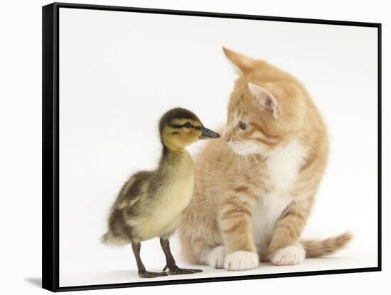 Ginger Kitten and Mallard Duckling, Beak to Nose-Mark Taylor-Framed Stretched Canvas