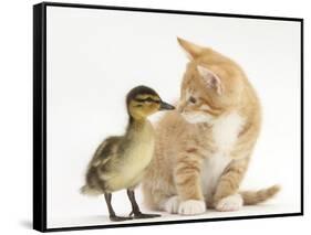 Ginger Kitten and Mallard Duckling, Beak to Nose-Mark Taylor-Framed Stretched Canvas
