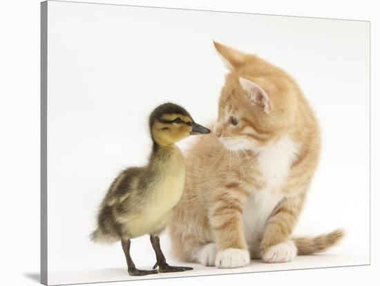 Ginger Kitten and Mallard Duckling, Beak to Nose-Mark Taylor-Stretched Canvas