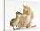 Ginger Kitten and Mallard Duckling, Beak to Nose-Mark Taylor-Stretched Canvas