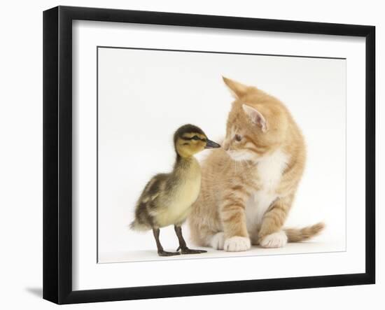 Ginger Kitten and Mallard Duckling, Beak to Nose-Mark Taylor-Framed Premium Photographic Print