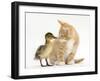 Ginger Kitten and Mallard Duckling, Beak to Nose-Mark Taylor-Framed Premium Photographic Print