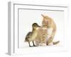 Ginger Kitten and Mallard Duckling, Beak to Nose-Mark Taylor-Framed Premium Photographic Print