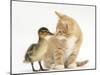 Ginger Kitten and Mallard Duckling, Beak to Nose-Mark Taylor-Mounted Premium Photographic Print