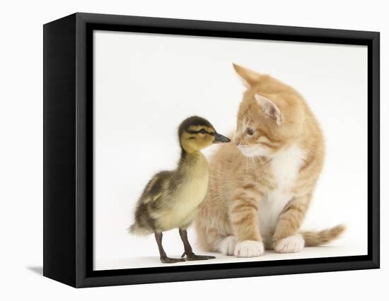 Ginger Kitten and Mallard Duckling, Beak to Nose-Mark Taylor-Framed Stretched Canvas