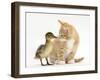 Ginger Kitten and Mallard Duckling, Beak to Nose-Mark Taylor-Framed Photographic Print