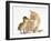 Ginger Kitten and Mallard Duckling, Beak to Nose-Mark Taylor-Framed Photographic Print