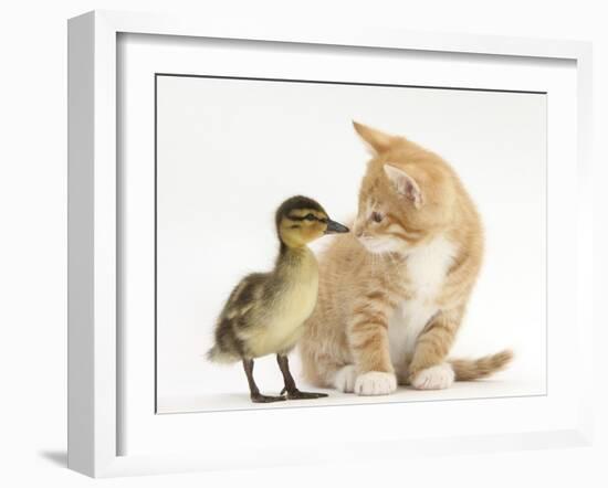 Ginger Kitten and Mallard Duckling, Beak to Nose-Mark Taylor-Framed Photographic Print