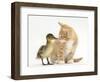 Ginger Kitten and Mallard Duckling, Beak to Nose-Mark Taylor-Framed Photographic Print