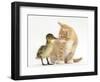 Ginger Kitten and Mallard Duckling, Beak to Nose-Mark Taylor-Framed Photographic Print