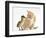 Ginger Kitten and Mallard Duckling, Beak to Nose-Mark Taylor-Framed Photographic Print