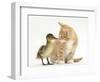 Ginger Kitten and Mallard Duckling, Beak to Nose-Mark Taylor-Framed Photographic Print