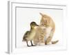 Ginger Kitten and Mallard Duckling, Beak to Nose-Mark Taylor-Framed Photographic Print