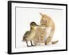 Ginger Kitten and Mallard Duckling, Beak to Nose-Mark Taylor-Framed Photographic Print