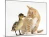 Ginger Kitten and Mallard Duckling, Beak to Nose-Mark Taylor-Mounted Photographic Print