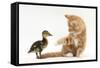 Ginger Kitten and Mallard Duckling-Mark Taylor-Framed Stretched Canvas