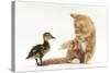 Ginger Kitten and Mallard Duckling-Mark Taylor-Stretched Canvas