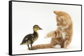 Ginger Kitten and Mallard Duckling-Mark Taylor-Framed Stretched Canvas